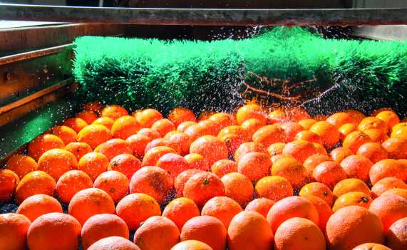 Food e Proprietà Intellettuale: un binomio importante per la tutela dell’agroalimentare italiano Food e Proprietà Intellettuale: un binomio importante per la tutela dell’agroalimentare italiano
